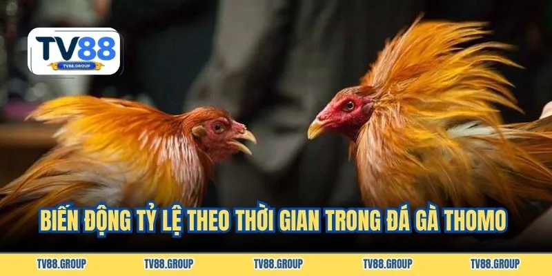 Biến động tỷ lệ theo thời gian trong đá gà Thomo
