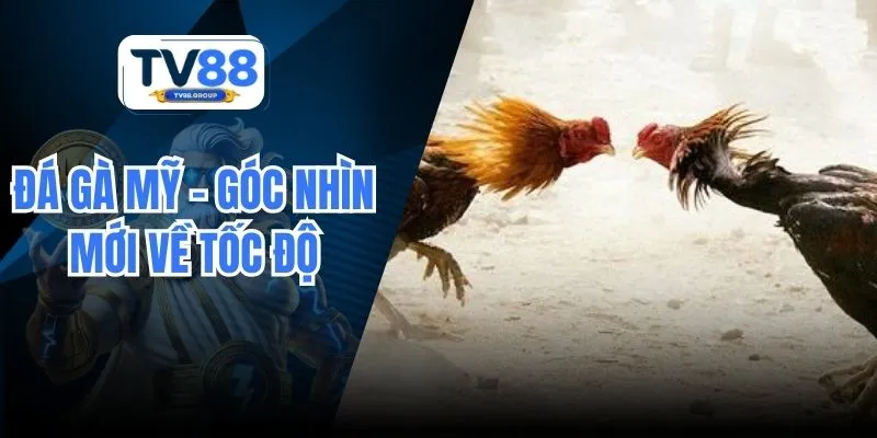 Đá Gà Mỹ – Góc Nhìn Mới Về Tốc Độ Và Chiến Thuật Tại TV88