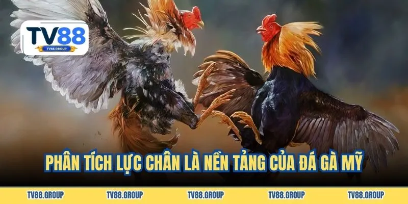 Phân tích lực chân là nền tảng của đá gà Mỹ