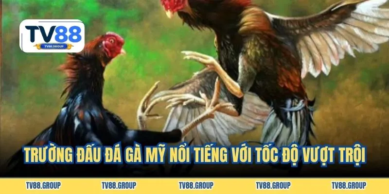 Trường đấu đá gà Mỹ nổi tiếng với tốc độ vượt trội