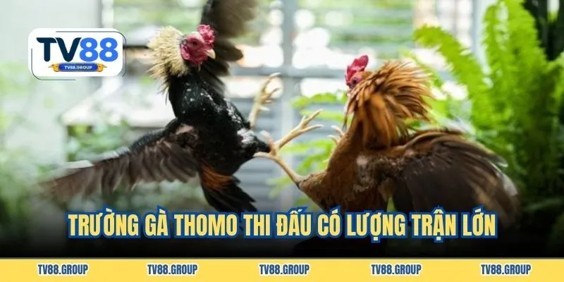Trường gà Thomo thi đấu có lượng trận lớn
